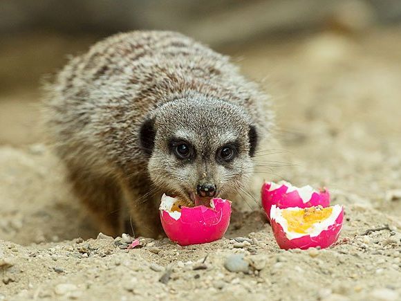 Die Erdmännchen im Tiergarten Schönbrunn lassen sich die Ostereier schmecken Die Erdmännchen im Tiergarten Schönbrunn lassen sich die Ostereier schmecken