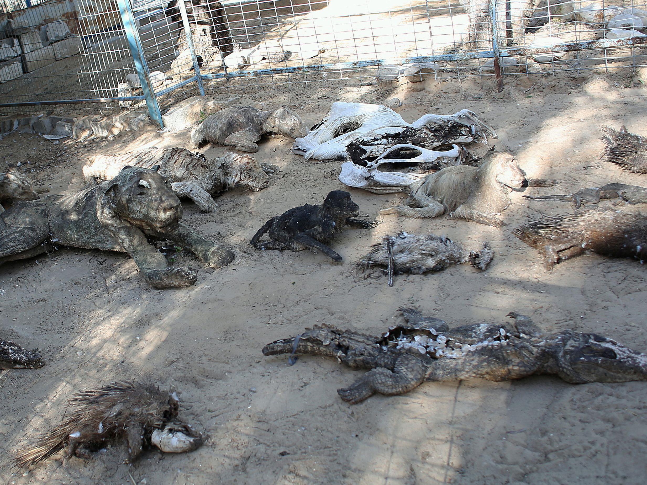 Horror-Zoo: Was vom Tierpark in Gaza übrig blieb