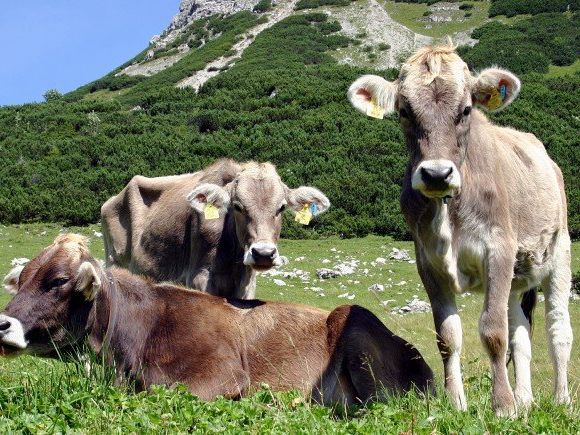 Rinder auf den Alpen. Dort geht vom Rotwild die Gefahr einer Ansteckung durch den TBC-Erreger aus Rinder auf den Alpen. Dort geht vom Rotwild die Gefahr einer Ansteckung durch den TBC-Erreger aus
