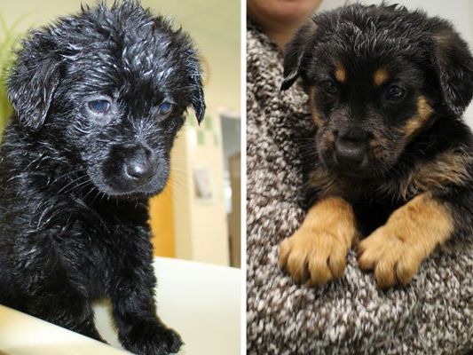 Fünf Hundewelpen wurden vor einem ungewissem Schicksal gerettet Fünf Hundewelpen wurden vor einem ungewissem Schicksal gerettet