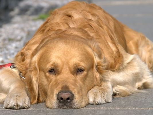 Der Angeklagte misshandelte den Golden Retriever beim Gassi gehen. Der Angeklagte misshandelte den Golden Retriever beim Gassi gehen.