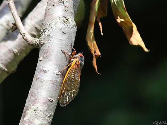 Zikaden verursachen einen ohrenbetäubenden Lärm Zikaden verursachen einen ohrenbetäubenden Lärm