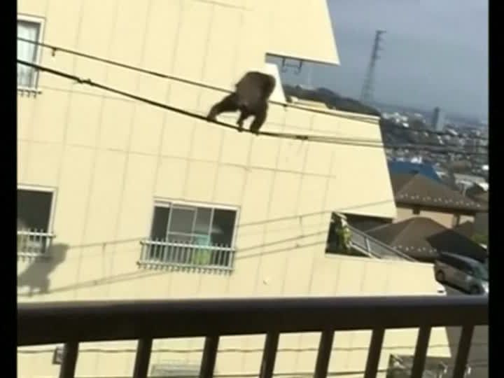 Dieser Schimpanse büchste aus einem Zoo in Japan aus und turnte auf Stromleitungen herum. Dieser Schimpanse büchste aus einem Zoo in Japan aus und turnte auf Stromleitungen herum.