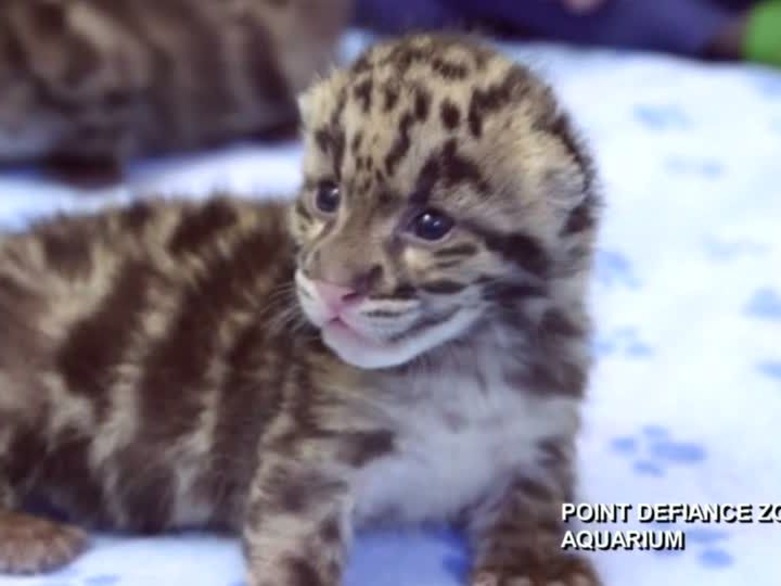 Drei Nebelparder-Babys im Zoo von Tacoma im US-Bundesstaat Washington. Drei Nebelparder-Babys im Zoo von Tacoma im US-Bundesstaat Washington.