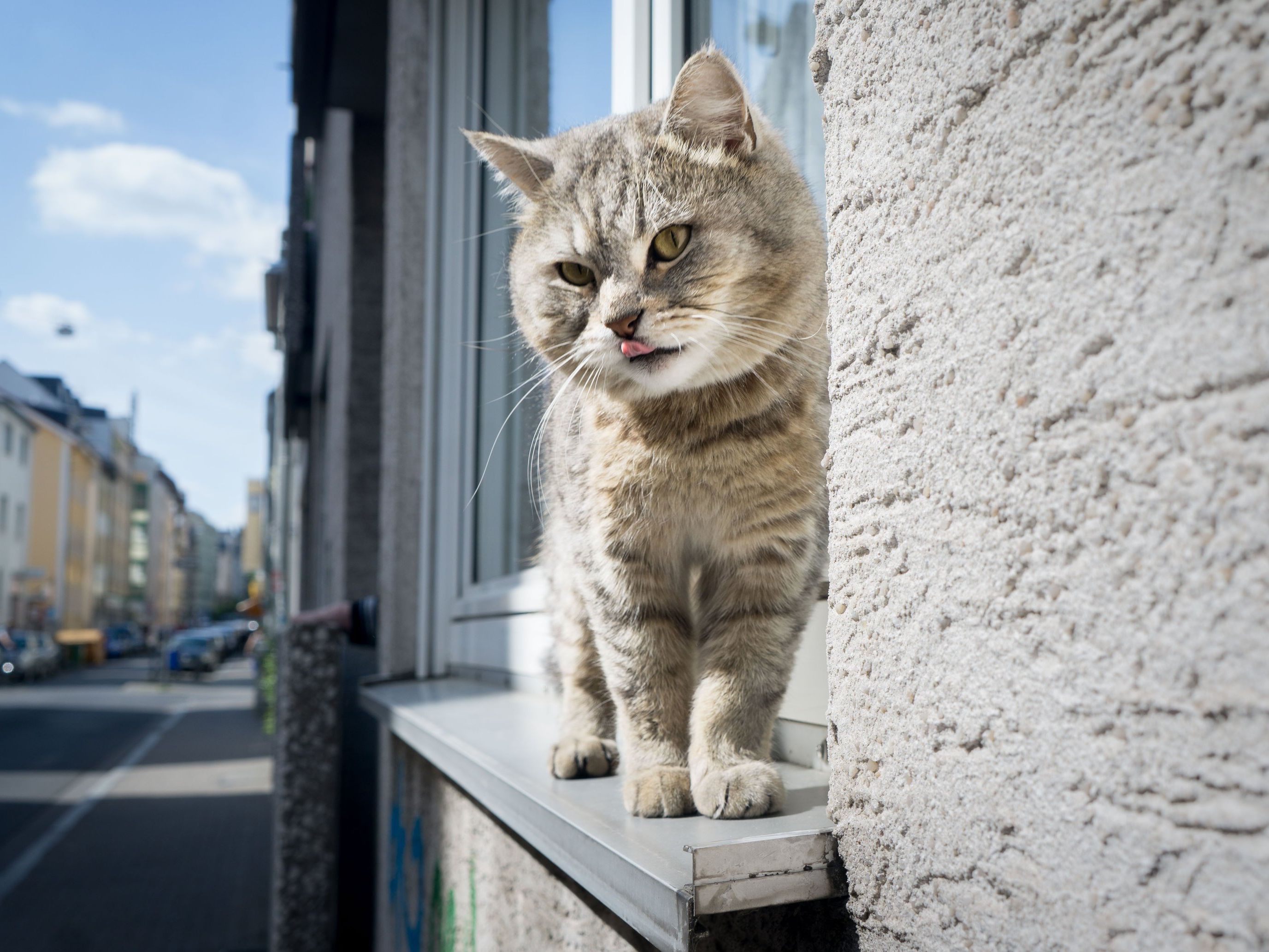 Eine britische Katze kratzt den Postboten beim Einwerfen von Briefen.