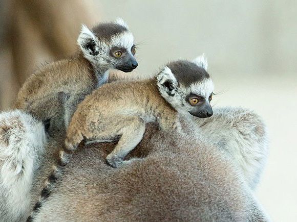 Unbestritten putzig: die noch winzigkleinen Kattas im Tiergarten Schönbrunn