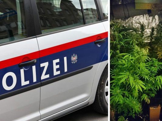 Diese Cannabis-Plantage entdeckten die Einsatzkräfte in Landstraße Diese Cannabis-Plantage entdeckten die Einsatzkräfte in Landstraße