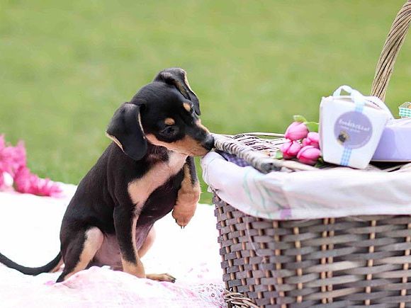 Das 1. Hundepicknick in Wien findet statt Das 1. Hundepicknick in Wien findet statt