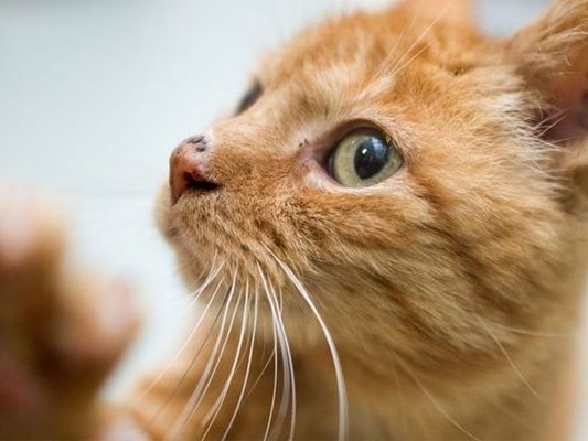 Die Katze konnte lebend aus der brennenden Wohnung geborgen werden. Die Katze konnte lebend aus der brennenden Wohnung geborgen werden.