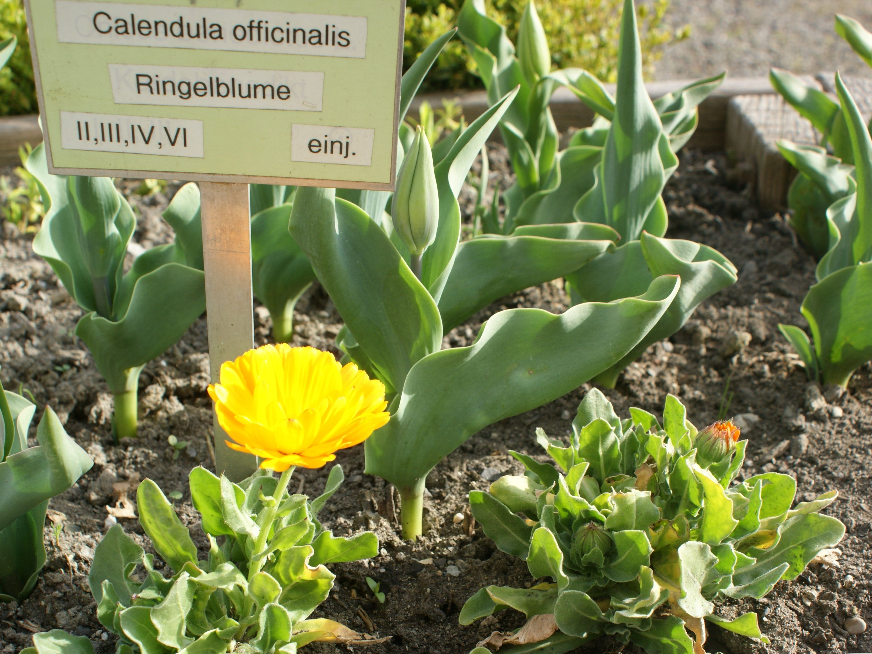Auf den Spuren der Wildkräuter am 21.Mai im Kräutergarten Auf den Spuren der Wildkräuter am 21.Mai im Kräutergarten