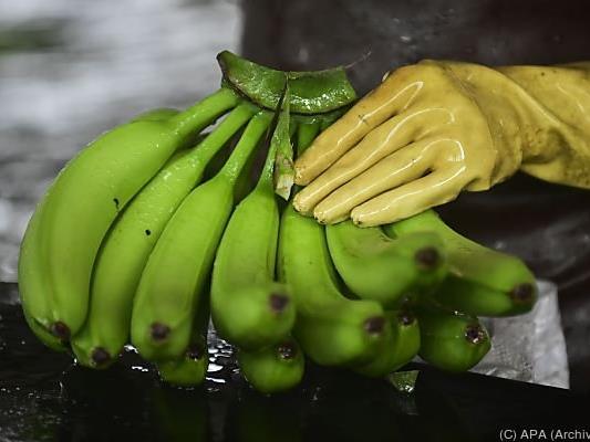 Spinnen gelangen oft mit Bananen nach Europa