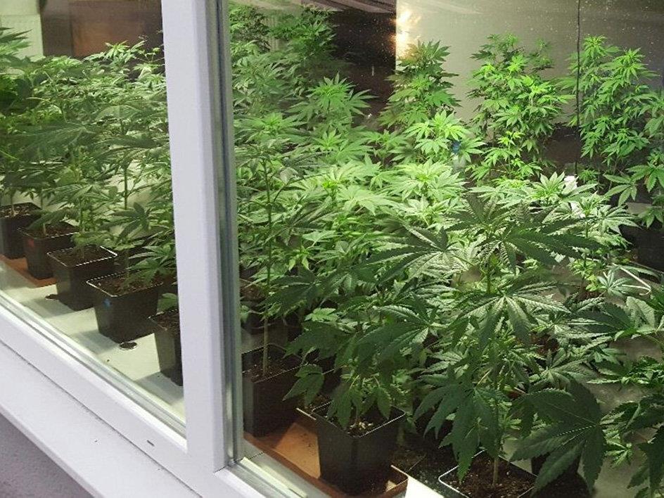 Ein Salzbrger bot in einem Schaufenster Cannabispflanzen an.