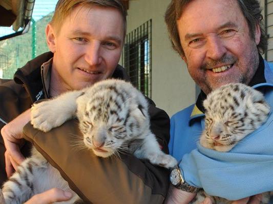 Die süßen weißen Tiger-Zwillinge sind erst ein paar Tage alt.
