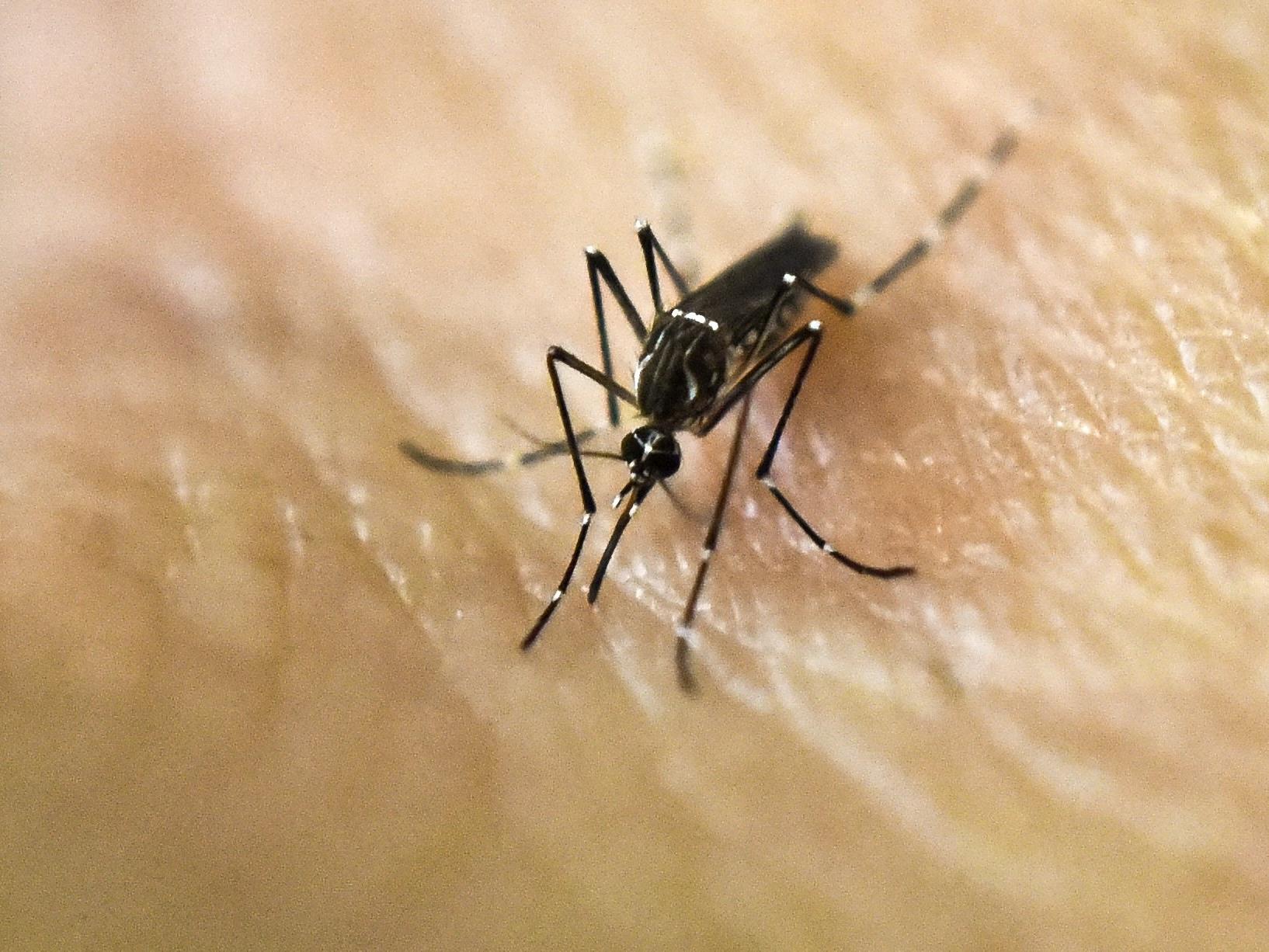 Durch ungeschützten Sex hat sich eine Frau mit dem Zika-Virus angesteckt.