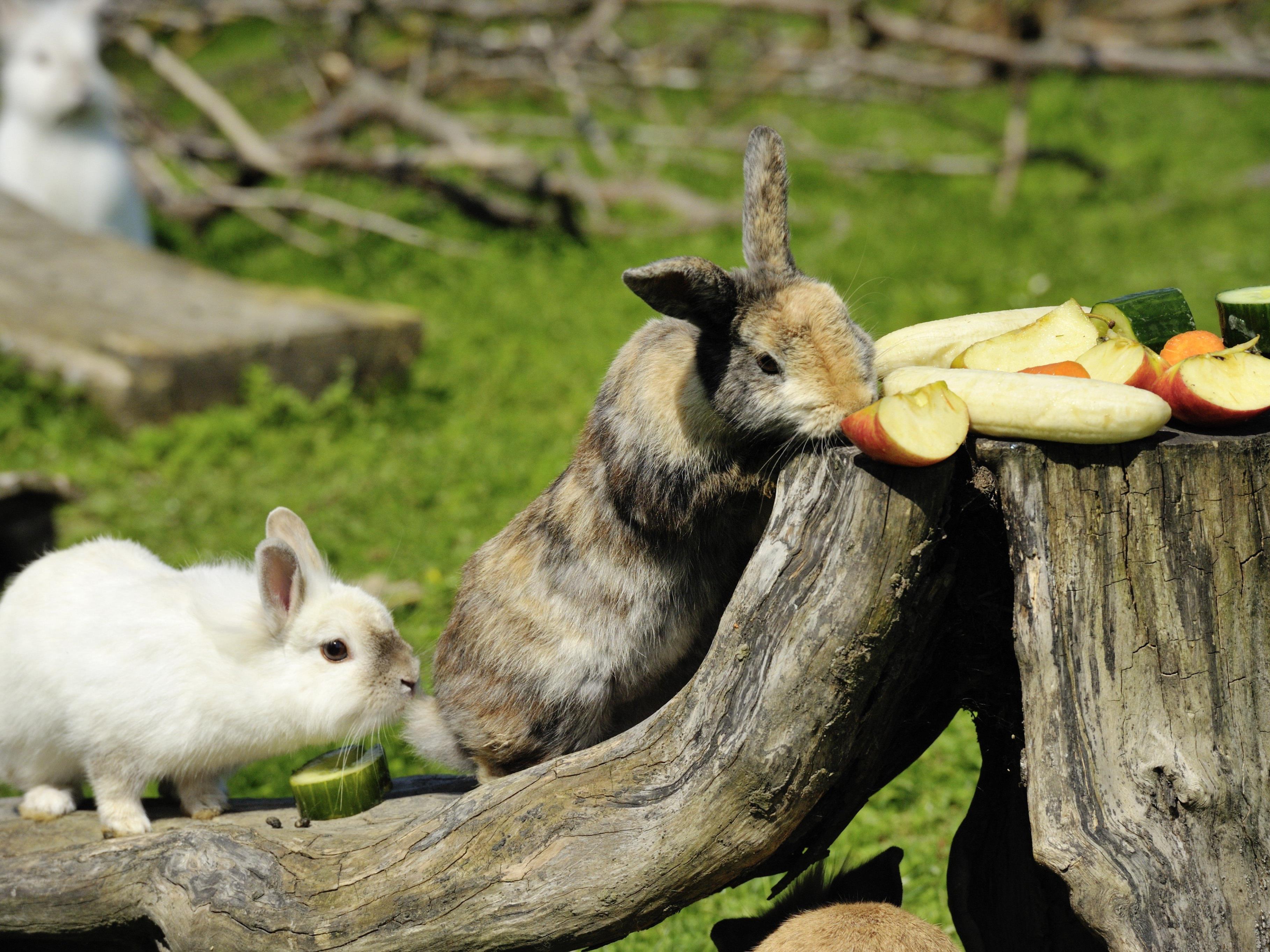 Bei der Pfotenhilfe Lochen sind die Kaninchen gut aufgehoben.
