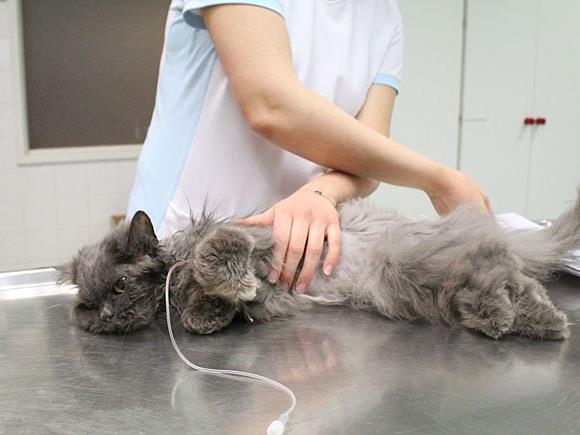 Tierärzte kämpfen um das Leben von ausgesetzter Katze Lisa