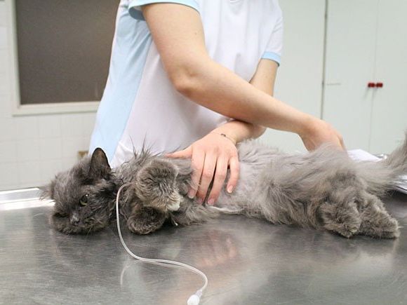 Tierärzte kämpfen um das Leben von ausgesetzter Katze Lisa Tierärzte kämpfen um das Leben von ausgesetzter Katze Lisa
