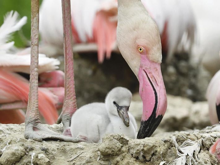 NIedliche Küken in Schönbrunn geschlüpft.