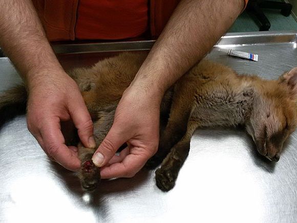 Der kleine Fuchs brauchte eine OP Der kleine Fuchs brauchte eine OP