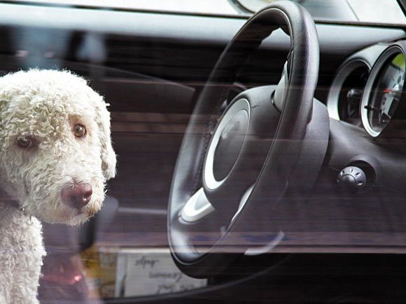 Weil sein Hund im Auto unruhig wurde, verursachte ein Wiener einen Unfall Weil sein Hund im Auto unruhig wurde, verursachte ein Wiener einen Unfall