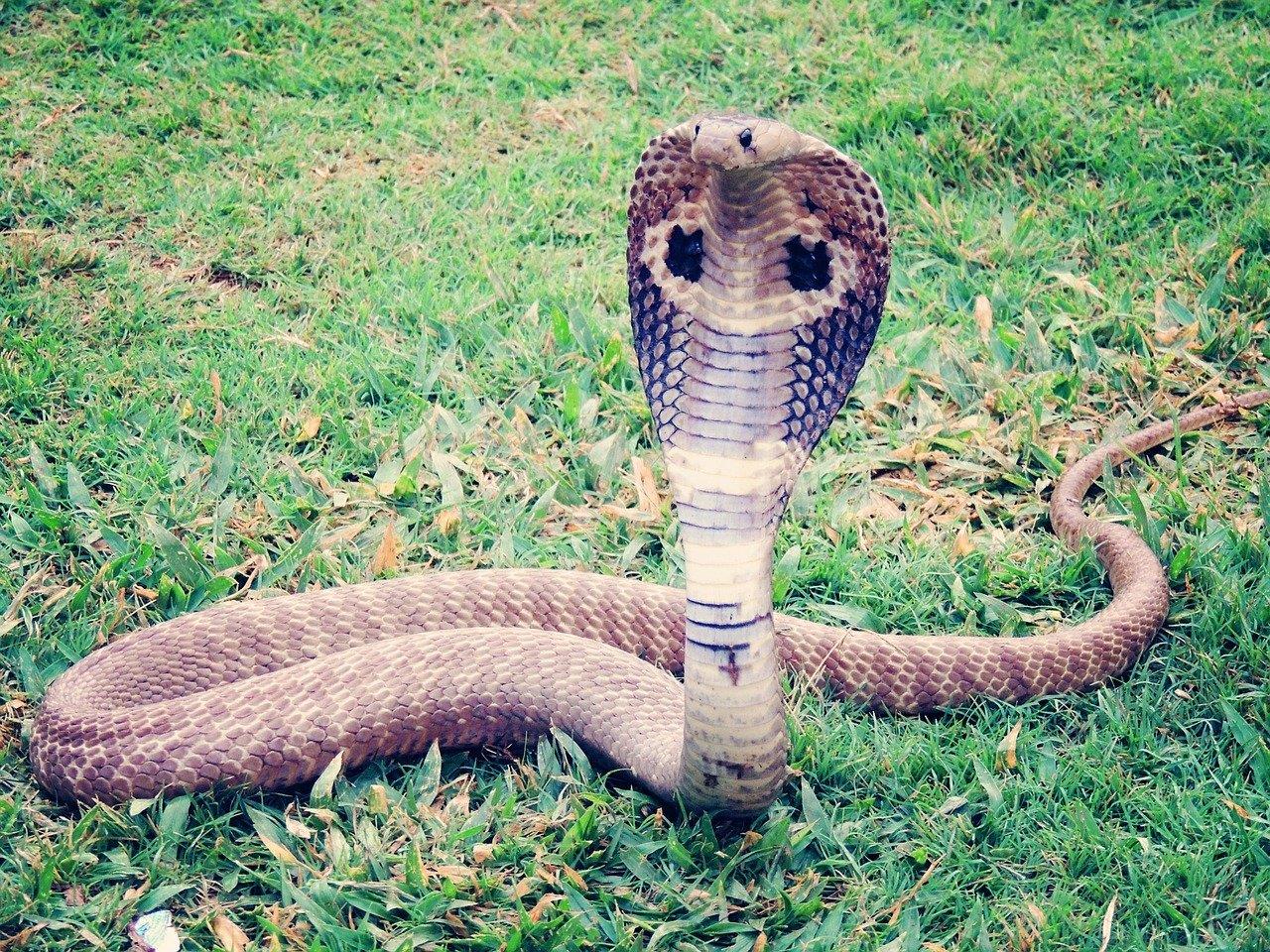 Bei der entkommenen Schlange könnte es sich um eine Kobra handeln.