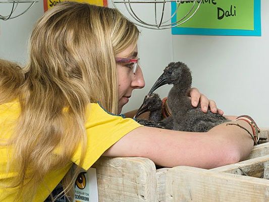 Ziehmutter Anne-Gabriela Schmalstieg mit den Waldrapp-Küken Ziehmutter Anne-Gabriela Schmalstieg mit den Waldrapp-Küken