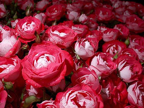 Ob zartrosa oder in kräftigen Farbtönen: Mit Rosen kann man zum Muttertag nichts falsch machen