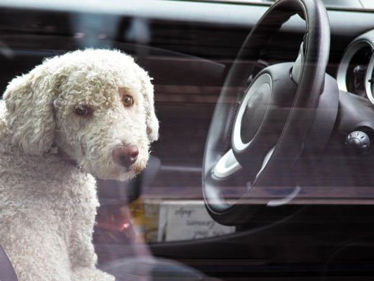 Der Vierbeiner wurde von seinem Frauchen im Auto "vergessen". Der Vierbeiner wurde von seinem Frauchen im Auto "vergessen".