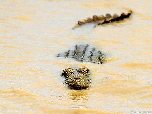 In einem Krokodil wurden mögliche menschliche Überreste gefunden