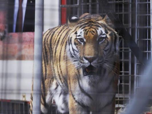 Die syrische Schauspielerin May Kaf droht damit, sich von Tigern fressen zu lassen.