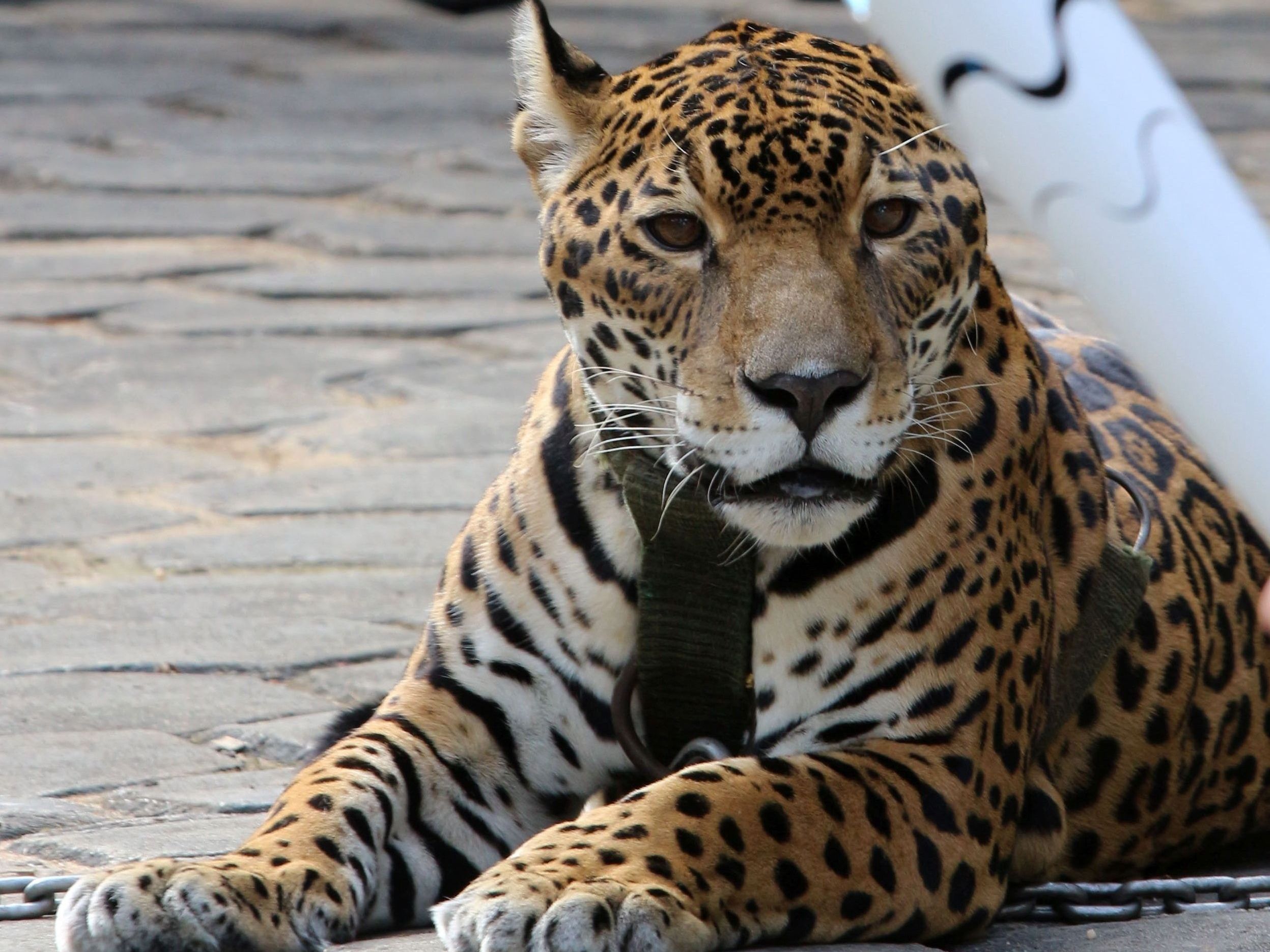 Der Jaguar war bei der Zeremonie angekettet Der Jaguar war bei der Zeremonie angekettet