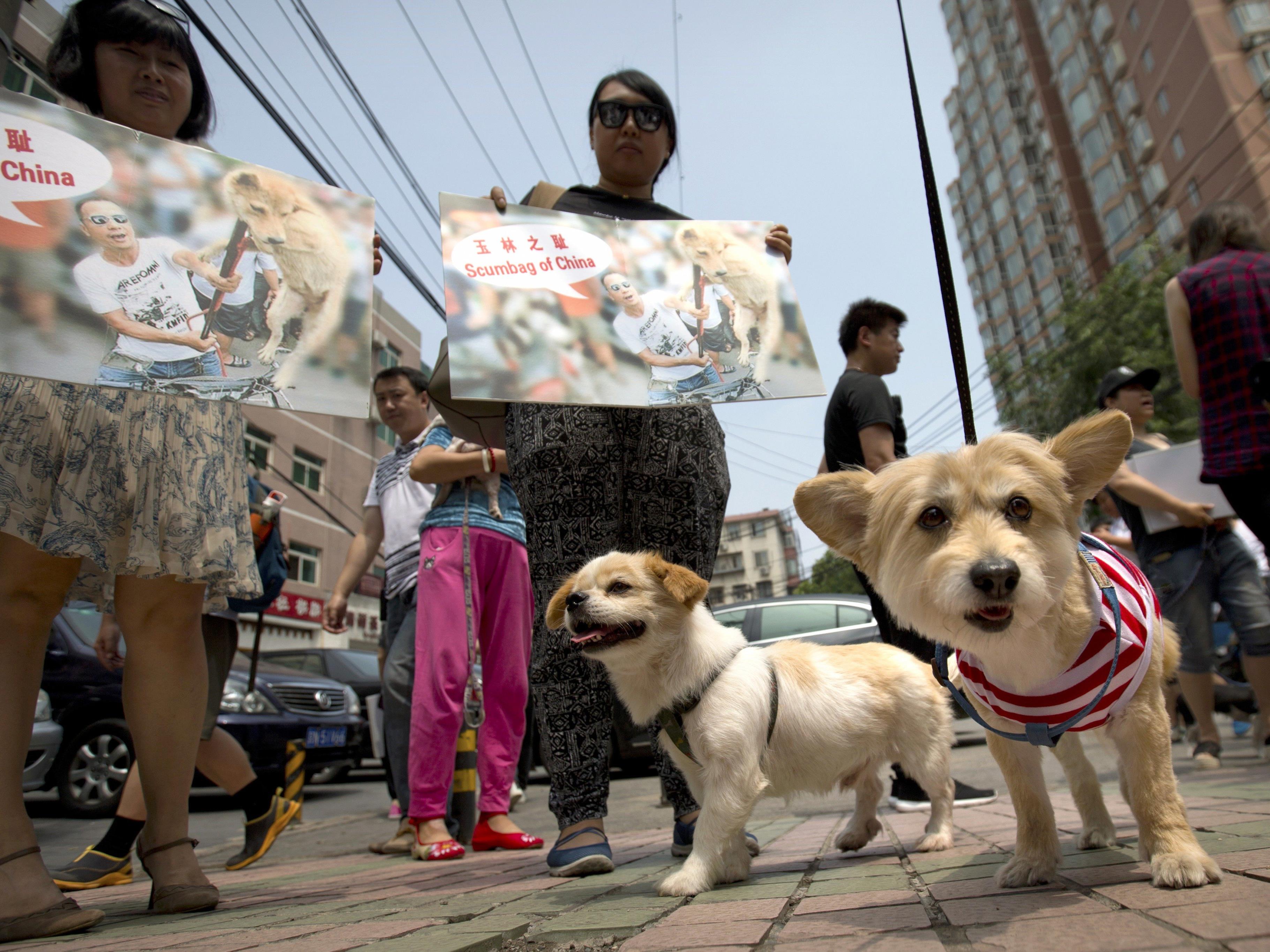 Gegen das Hundefleisch-Festival gab es zahlreiche Proteste.