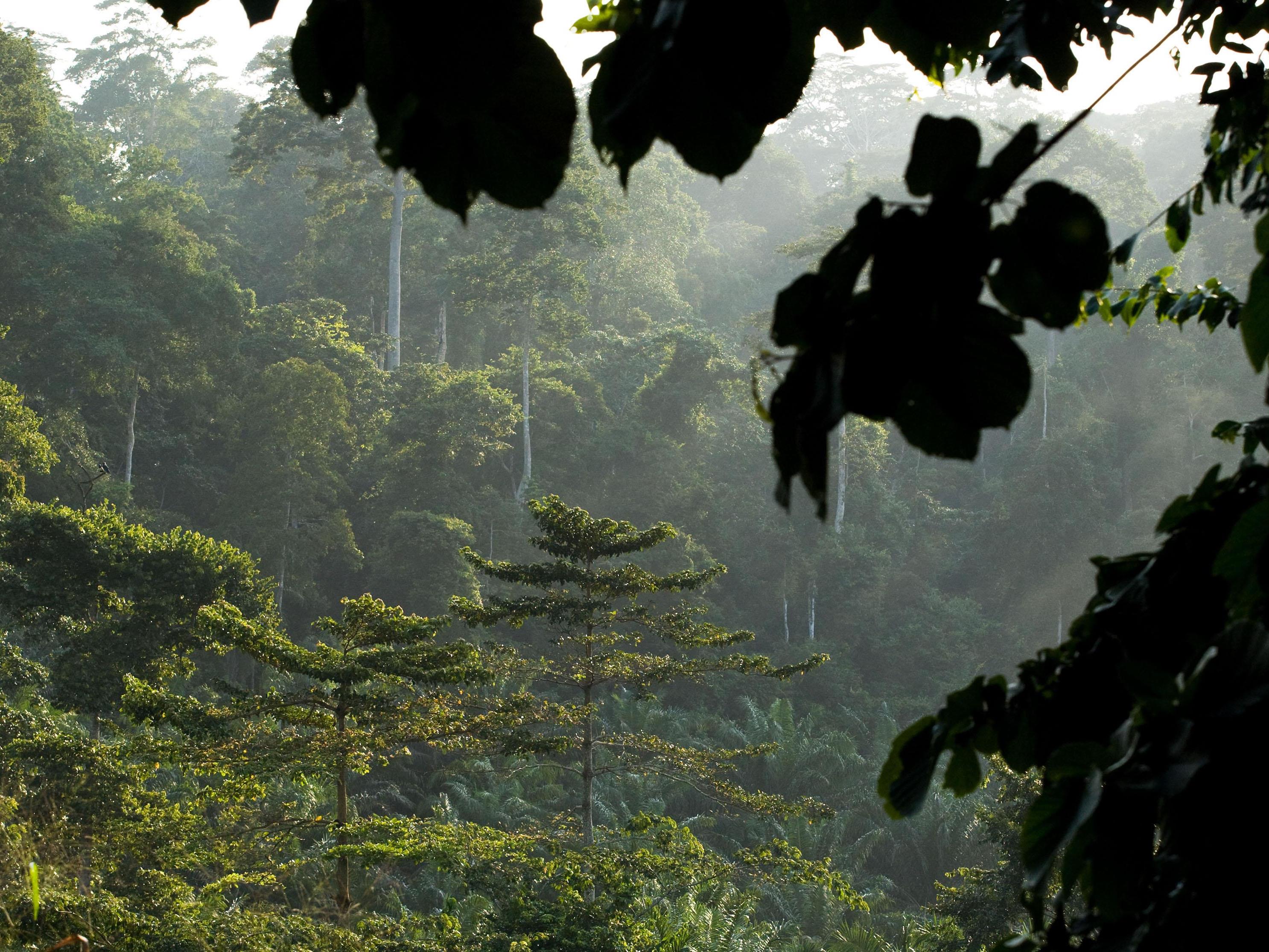 In Malaysia wurde ein 89,5 Meter hoher Tropenbaum entdeckt.