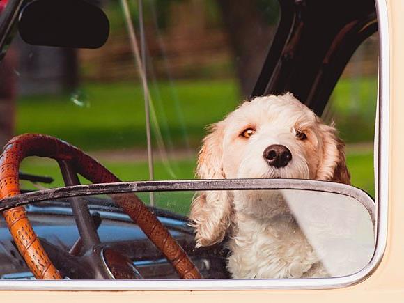 Mit dem Hund auf Urlaub fahren ist kein Problem - wenn man ein paar Dinge beachtet