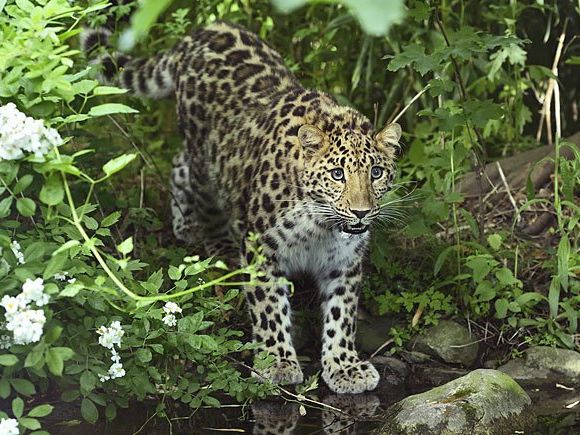 Neuzugang Ida im Tiergarten Schönbrunn Neuzugang Ida im Tiergarten Schönbrunn