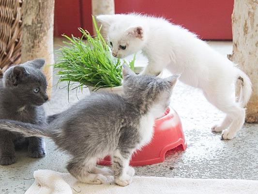 Die geretteten Kitten beim Wiener Tierschutzverein