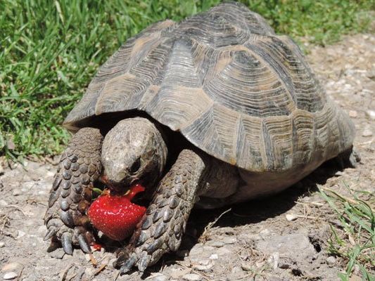 Diese Schildkröten-Dame soll als allwissendes Orakel ihren Tipp zu den EM-Spielen abgeben.