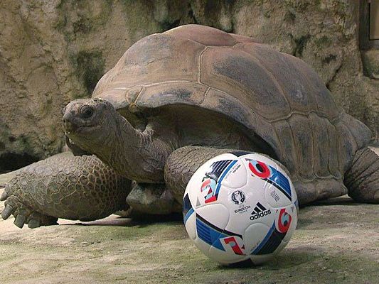 Riesenschildkröte Schurli glaubt an Österreich Riesenschildkröte Schurli glaubt an Österreich