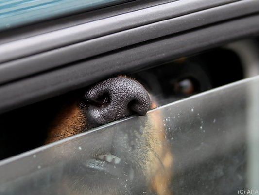Die Hunde wurden aus den heißen Autos befreit. Die Hunde wurden aus den heißen Autos befreit.