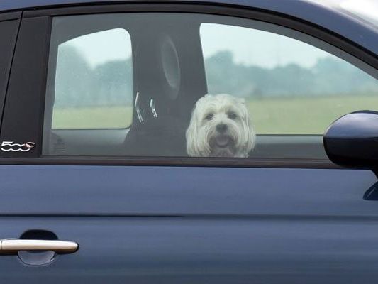 Für die Hunde kam jede Hilfe zu spät. Für die Hunde kam jede Hilfe zu spät.