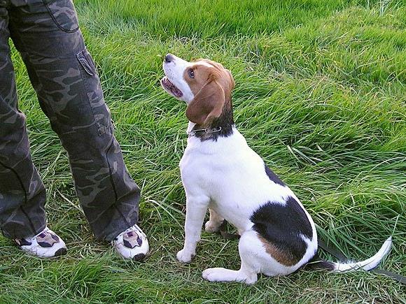 Hundelieb bringt Hundebesitzer und Hundefreunde aus der Umgebung zusammen
