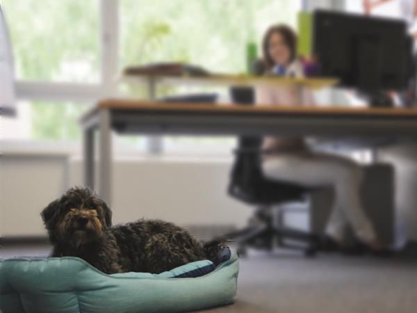 Mit dem Hund ins Büro zu kommen, kann den Arbeitsalltag bereichern Mit dem Hund ins Büro zu kommen, kann den Arbeitsalltag bereichern