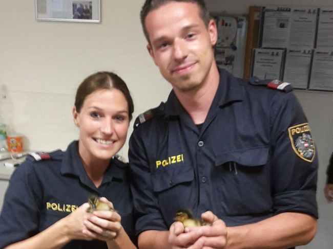 Die Entenküken wurden von der Polizei in Sicherheit gebracht. Die Entenküken wurden von der Polizei in Sicherheit gebracht.