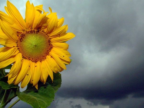 Das Wetter bleibt nächste Woche unbeständig. Das Wetter bleibt nächste Woche unbeständig.