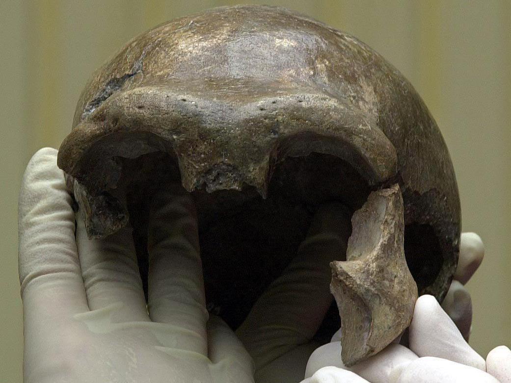 Unsere Vorfahren haben Knochen ihrer Mitmenschen sinnvoll genutzt