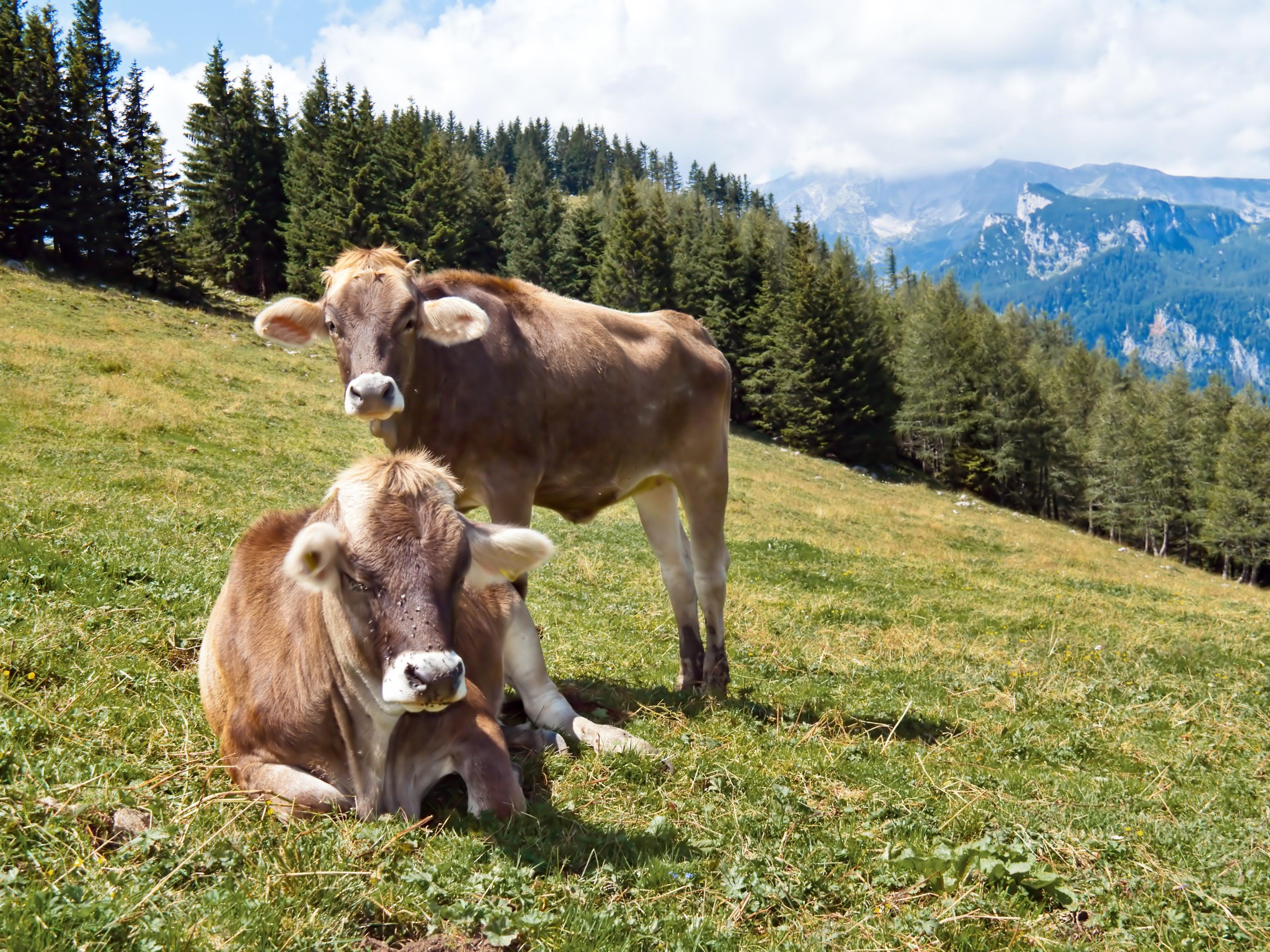 Die beiden Kühe attackierten die Landwirtin massiv (Symbolbild).