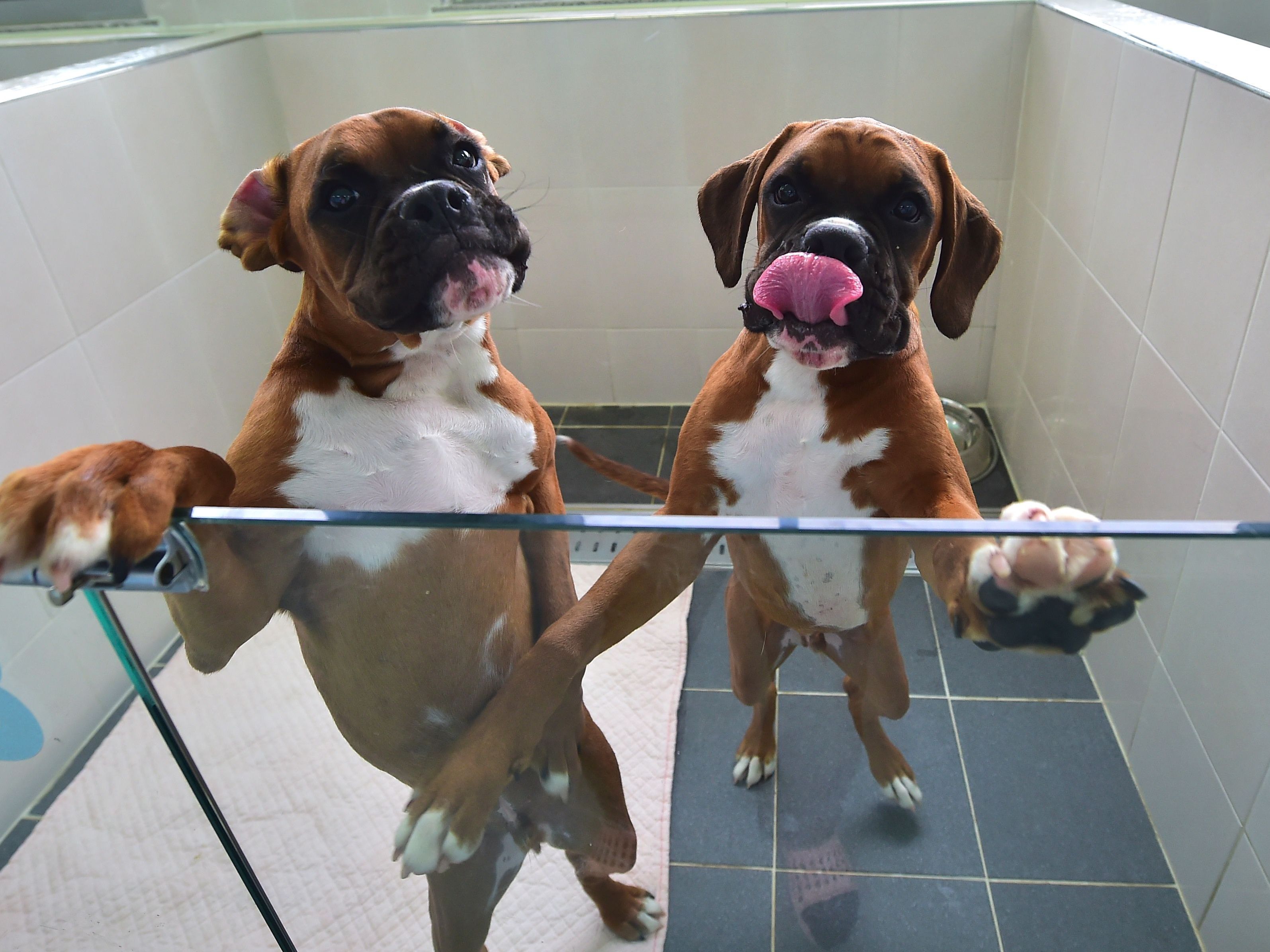 Hundebesitzer können ihre verstorbenen Lieblinge klonen lassen Hundebesitzer können ihre verstorbenen Lieblinge klonen lassen