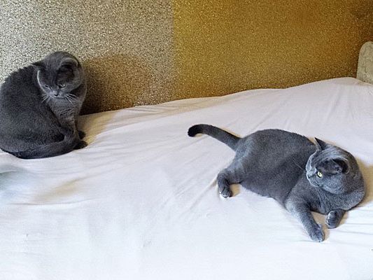 Kater Bärli (l.) und Katze Cilly sind fasziniert von ihrem neuen Spielzeug Kater Bärli (l.) und Katze Cilly sind fasziniert von ihrem neuen Spielzeug