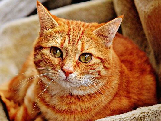 Die beiden Katzen hatten ein massives Unsauberkeitsproblem - bis Petra Ott half Die beiden Katzen hatten ein massives Unsauberkeitsproblem - bis Petra Ott half