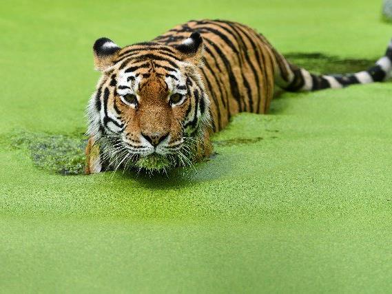 Gar nicht wasserscheu: Die Tiger im Tiergarten Schönbrunn